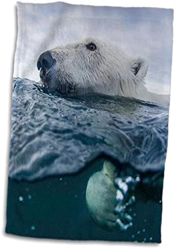3drose Нунавут територија, подводна, пливање поларна мечка - крпи