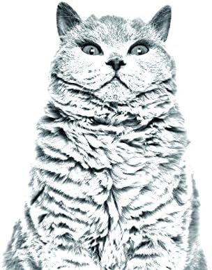 Уметност Куче Оод. Селкирк Рекс Мачка, Овален Надгробен Споменик Од Керамичка Плочка со Слика на мачка