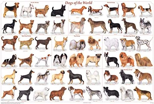 Ламинирани кучиња на светски постер за графикони за животни