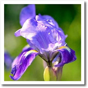 3drose Purple Iris Flower Close Up Footh - Ironелезо на трансфери на топлина