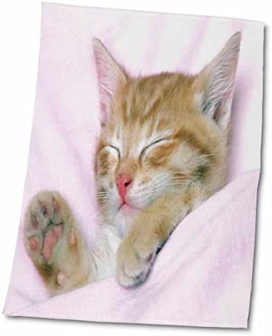 3drose Florene Cat - најслаткото мало маче сите згрчени - крпи