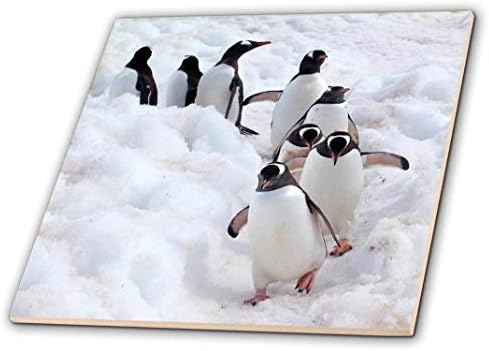 3дроза Антарктикот, Островот Кувервил, Пингвините Џенту Кои Шетаат По Нивната Патека Керамичка Плочка, 4