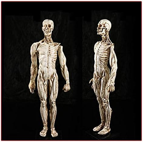 Наставен модел, човечки скелет Анатомски модел Машки 1: 1 животна големина анатомија Слика Скулптура на череп Телото мускулно Медицински