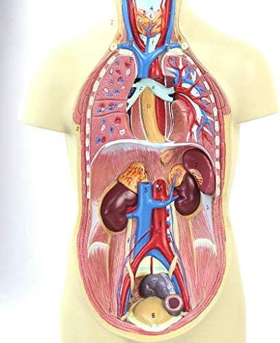 Model Model Model, Model Model Model Model- 43см од 43см 12 дела Човечки анатомски модел, анатомија Внатрешни органи модел ПВЦ материјал