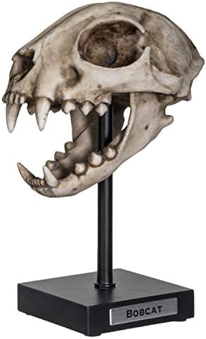 Самит колекција Полистон Бобкет череп реплика модел на штанд со име Плакета дома украс за внатрешни работи скулптура 5,5 инчи широк