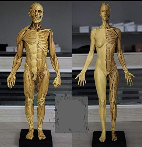 Наставен модел, Собрание човечка анатомија Слика модел 60см машки + женски мускулна анатомија Човечки анатомски модел коска