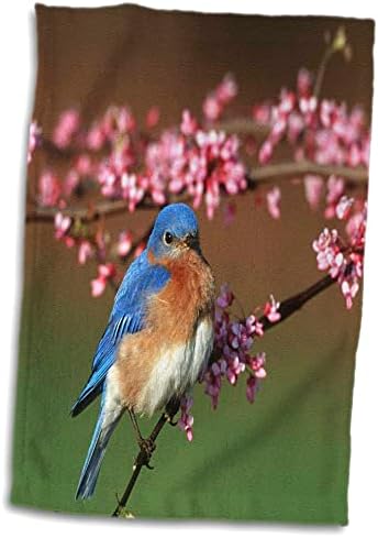 3DROSE Eastern Bluebird Male in Redbud Tree во округот Пролет Мерион. - крпи