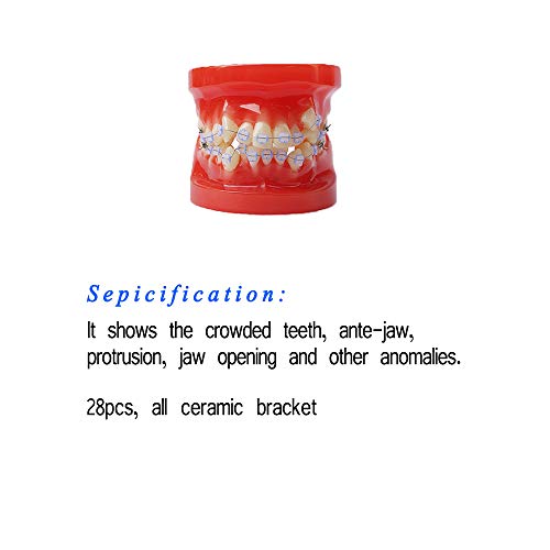 Модел на забите Стоматолошки модел Стоматолошка патологија Наставен модел за лабораториско истражување за учење