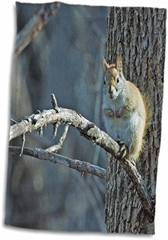 3drose Американска црвена верверица што седи на гранка на дрво - крпи