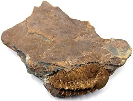 Фосил Пенсилванија на Трилобит Пенсилванија 387 милиони години 17502