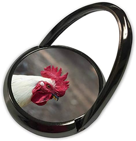 3Drose Alexis Photography - животни птици - црвена глава на бел петел. Домашна птица во фармата - Телефонски прстен