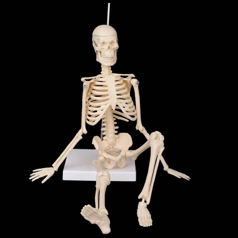 45 см Анатомска анатомија модел на човечки скелети Медицински научен анатомија човечки скелетски модел на големо малопродажба