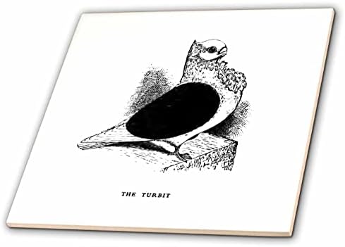 3дроза Гроздобер Гулаб Уметност Илустрација Симпатична Турбит Фенси Раса за љубител на птици-Плочки