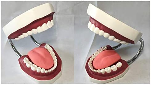 ПСВОД ТОРСО и МОДЕЛИ НА СКЕТТОН АНАТОМИЧКИ, 6 пати од моделот на настава за заби со големина на живот, заби за возрасни Стандардна демонстрација