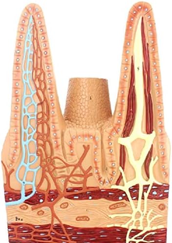 Модел на настава RRGJ, модели на наука за човечка анатомија - Анатомски модел на вилус на тенкото црево, ПВЦ материјал со рачно насликан