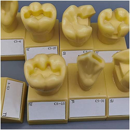 KH66ZKY 4 пати модел за подготовка на забите - Модел на заби на заби - Стандарден стандарден типодонт демонстрација на забите модел за настава,