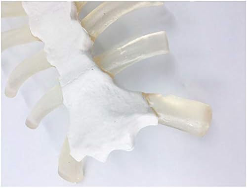 KH66ZKY Распнат модел на коски - Стерном модел на коска и 'рскавица - Анатомски точен модел на' рскавица на ребрата на ребрата на човекот човечка коска и реплика на 'рска?