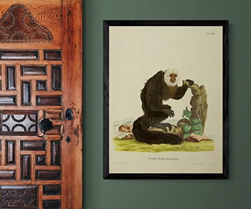 Бело соочен со Гуанан Саки Примат Мајмун Гроздобер Диви животни во училницата канцеларија Декор Зоологија Античка илустрација Постер