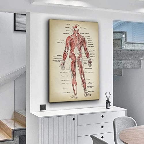 Печатење на анатомија, анатомски постер, табела за мускулен систем, медицински принт, табела за анатомија, антички анатомија постер декоративно