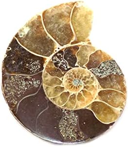 Амонитска школка кабохон, природен амонит, форма на бесплатна форма, 53carat, 36x30x7mm SC-4727