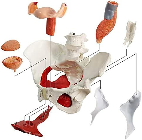 Femaleенски карличен перинеален анатомски модел, мускулатура на карлицата/матка вагина јајници/меур/ректум, за настава дисплеј, со