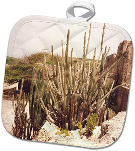 3drose Слика на растенија за десерт кои растат на егзотичен остров Аруба - подножје