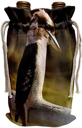 3DROSE Данита Делимонт - Птици - Смеење на кукабура птица, Намбука Хедс, Нов Јужен Велс, Австралија -АУ01 DWA3688 - Дејвид Wallид