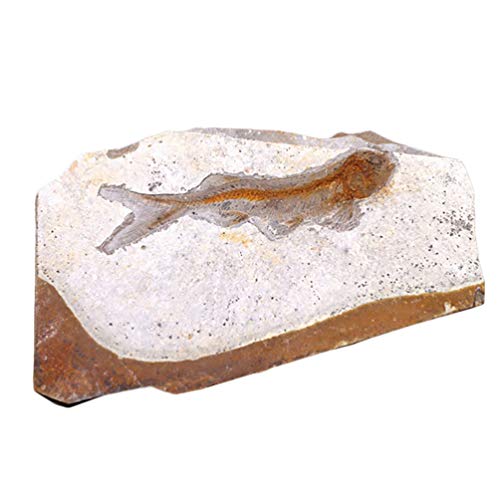 Scicalife палеонтологија риба фосилни примероци камени украси за основна палеонтологија биолошка наука лабораторија за едукација