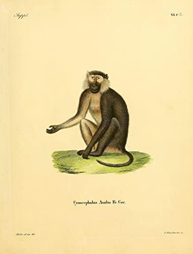 Маслиново бабун Примат Мајмун гроздобер диви животни во канцеларија Декор Зоологија Античка илустрација Постер за печатење на ликовни