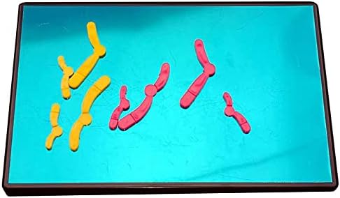 Х66зки Модел На Магнетна Мејоза Мејоза Хромозом Го Менува Моделот За Опрема За Настава По Биологија Во Средно Училиште
