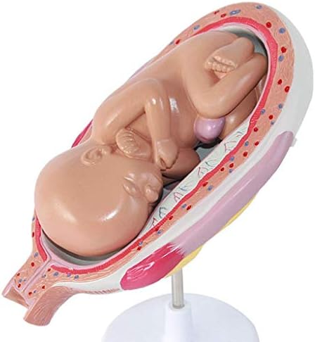 Модел на образование за анатомија Кезаиз - Научна човечка анатомија - Модел на процес на развој на фетусот Постави човечки модел на анатомија