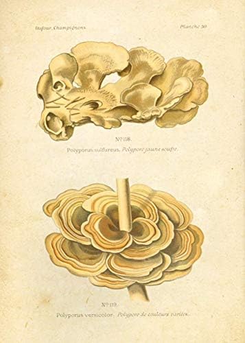 Гроздобер ботанички отпечатоци | Јадливи печурки од Ink Inc. | Artидна уметност од печурки | Сет од 9 5x7 нерасположени