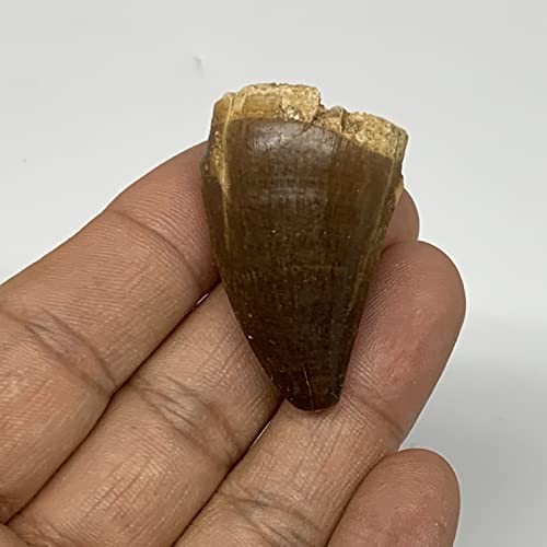 16,8 g, 1,6 x1 x0.8 фосилни мосаурни рептили за заби, кретани од Мароко, Б23710