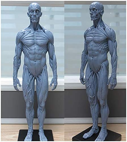 Човечки скелет Анатомски модел на сликарство - 30 см човечки анатомски модел на коски на мускулите - ПУ -материјал за машка анатомија