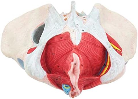 Модел на женска карлица - Модел на коски на коски на коски - Медицински наука Модел за корекција на рехабилитација на карлицата - за помош