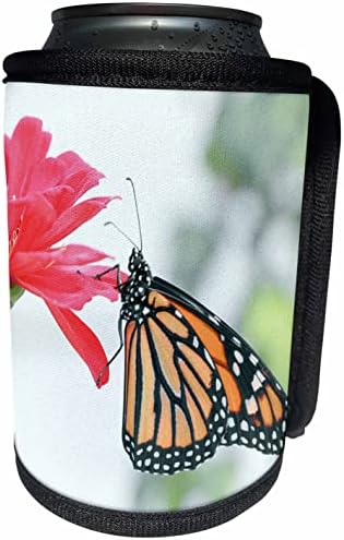 3дроза Макро фотографија на пеперутка монарх на црвено. - Може Ли Поладно Шише Заврши