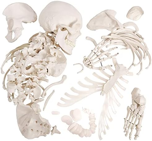 Човечки скелет модел за анатомија високи 67 инчи, модели на скелети со целосна големина со 3 постери, череп, 'рбет, коски, артикулирани раце и