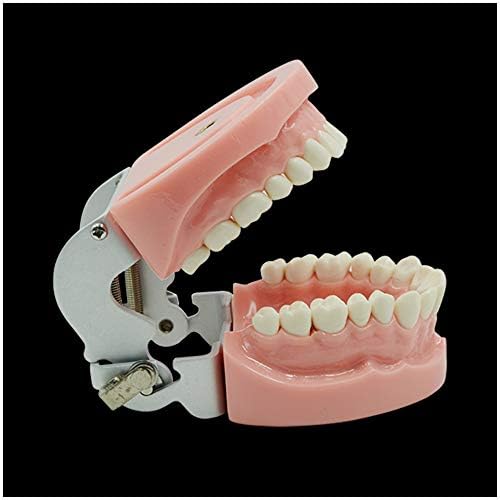 KH66ZKY Стандарден модел за демонстрација на протеза за демонстрација на типодонт - Модел на заби на заби - За деца Стоманисти студенти кои