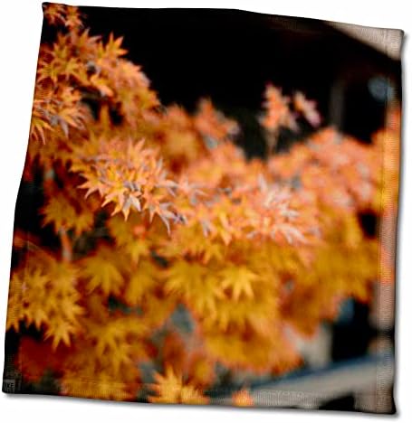 Колекција 3Drose Kike Calvo Јапонија - Оригинално растение во Ширакава -Минами -Дори - крпи