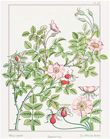 Ink Inc Ботанички отпечатоци од диви цвеќиња со цветни wallидни уметности - француски гроздобер - Сет од 9-8x10 - Мат - Необрачен