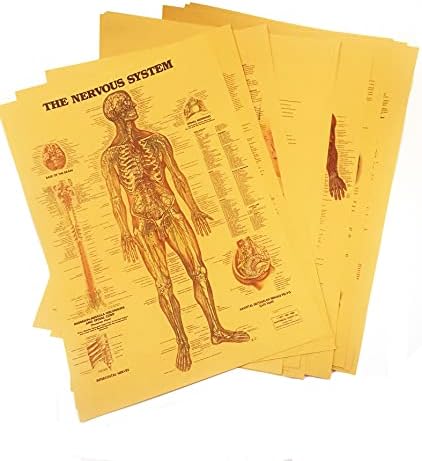 Хуаха гроздобер анатомски постери сет - фотографии од wallиден декор - сет на анатомска медицинска уметност од 12