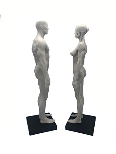 11 -инчен човечки анатомски модел уметност анатомска фигура бела （женски + машки