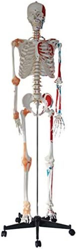 Модел на човечки скелети во Лемита - Стандарден скелет во полу -лигамент во боја на половина раб во боја со дигитален знак - анатомски