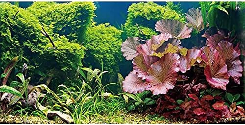 AWERT 36X24 инчи водни растенија Аквариум во позадина Речен кревет и резервоар за риба од езерото Позадина винил