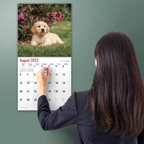МИКАСА Златен Ретривер Кученца 2023 Висечки Месечен Ѕиден Календар | 12 х 24 Отворен | Дебел &засилувач; Цврста Хартија | Подарок |