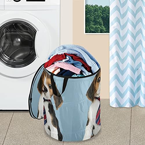 Бизнис Бигл кученце се појавува алишта за перење алишта со капакот за складирање на капакот за склопување на торбата за перење за