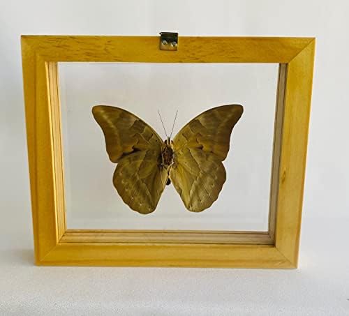 Wallиден декор врамена пеперутка ширум светот инсекти на опсегот на чевлар на кралот - 6x5 инчи - Колекционерски таксидерми - Подарок