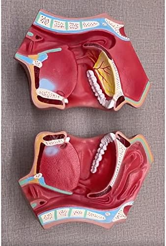 Модел на заби на заби на заби на Kitegrese, стандарден модел на заби, демонстрација на модел на уста за деца за учење за стоматолошки