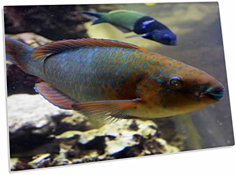 3drose Шарена папагалска риба Аквариум - Подлога за биро место