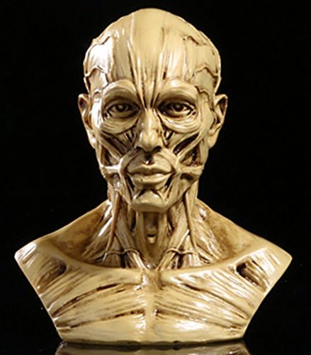 Зумлекс 4-Инчен Пренослив Човечки Модел Занает Анатомија Череп Главата Мускулна Коска Медицински Уметник Цртање Студија